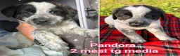 Meticcio cani in regalo: CUCCIOLI, URGENTE: TEMPO SCADUTO  - Annuncio 3