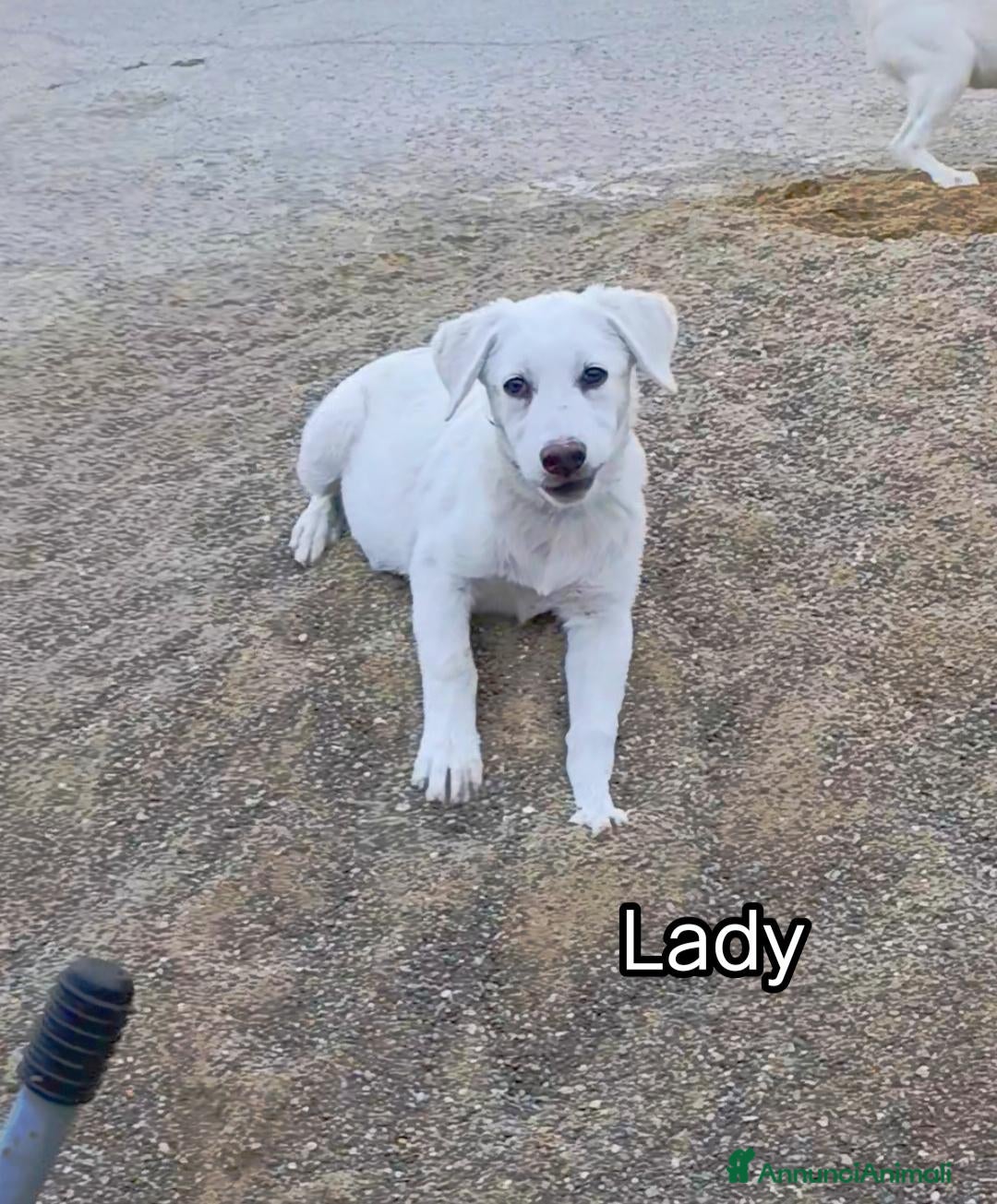 Meticcio cani Cucciola di 3 mesi  - Annuncio 1