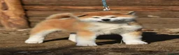 Akita Inu cani in vendita: Cucciolo Akita inu (Top Selection) a Città metropolitana di Roma Capitale - Annuncio 22