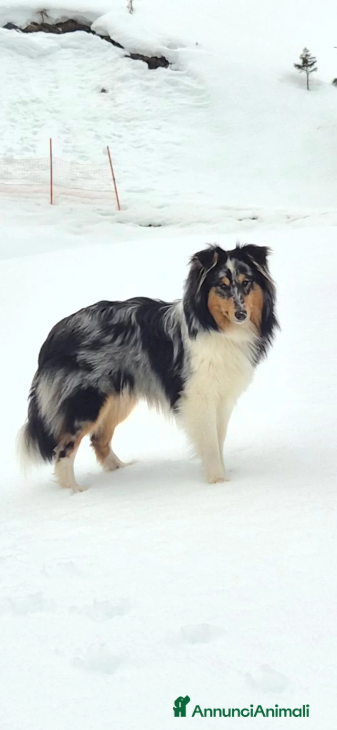 Shetland Sheepdog cani per accoppiamento: Shetland Sheepdog accoppiamento - Annuncio 1