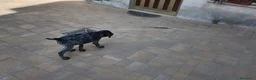 Drahthaar cani in vendita: Cuccioli di Drathaar a Provincia di Macerata - Annuncio 1