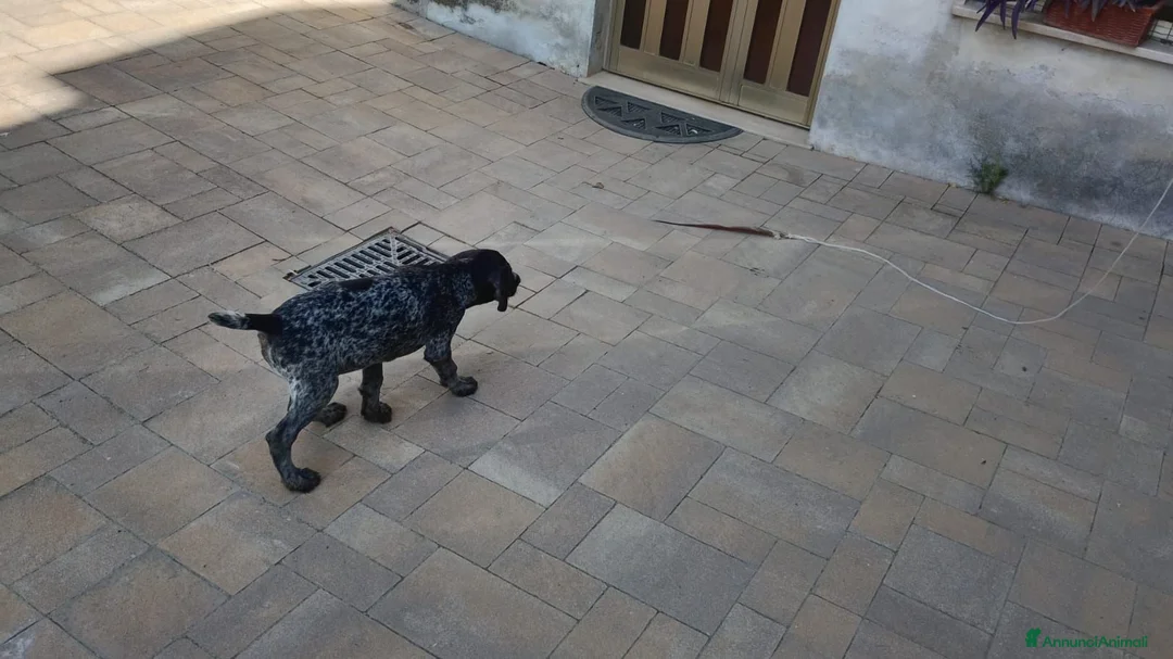 Drahthaar cani in vendita: Cuccioli di Drathaar a Provincia di Macerata - Annuncio 1