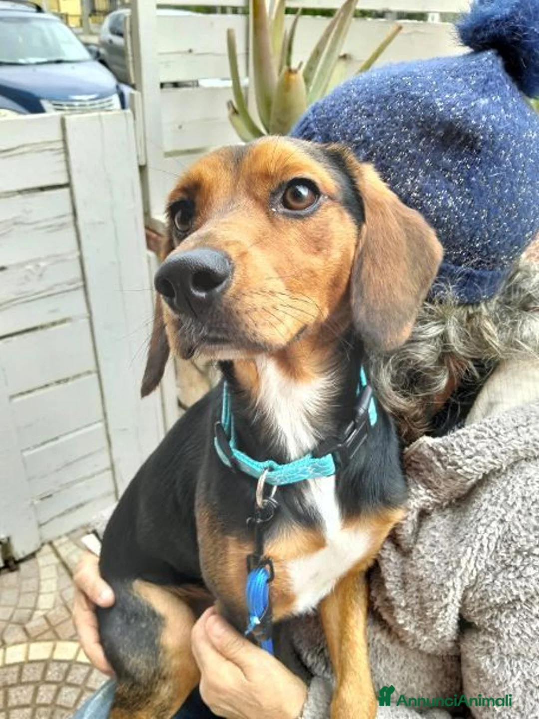 Meticcio cani in regalo: DIEGO simpatico musetto a Provincia di Varese - Annuncio 4