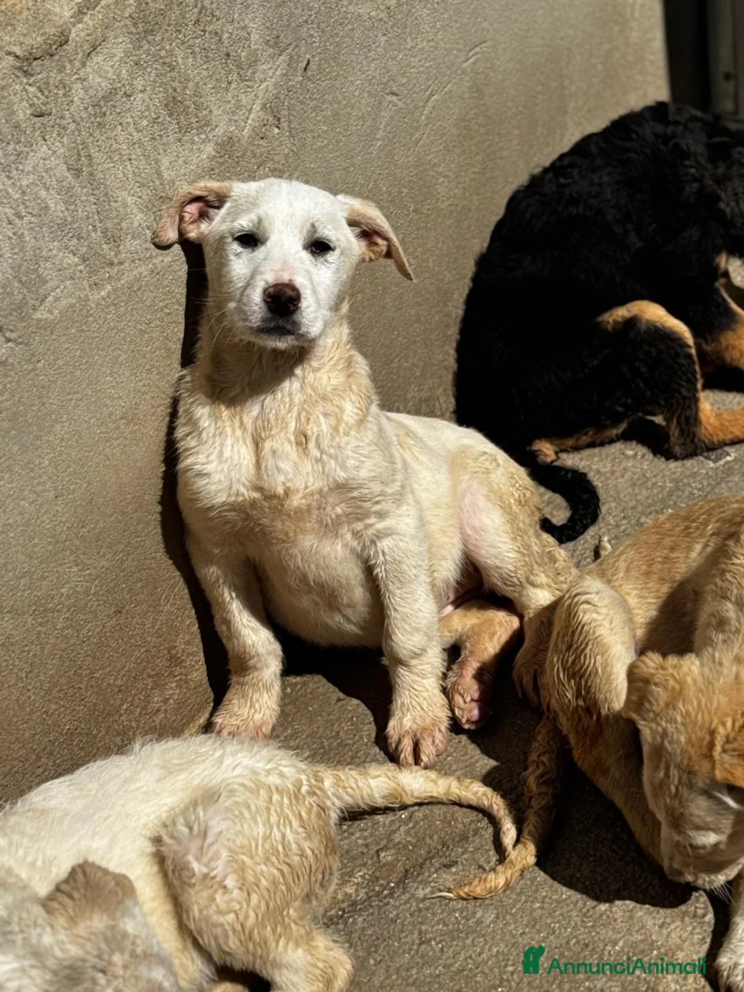 Meticcio cani in regalo: Belle cucciola simil labrador  a Città Metropolitana di Firenze - Annuncio 2