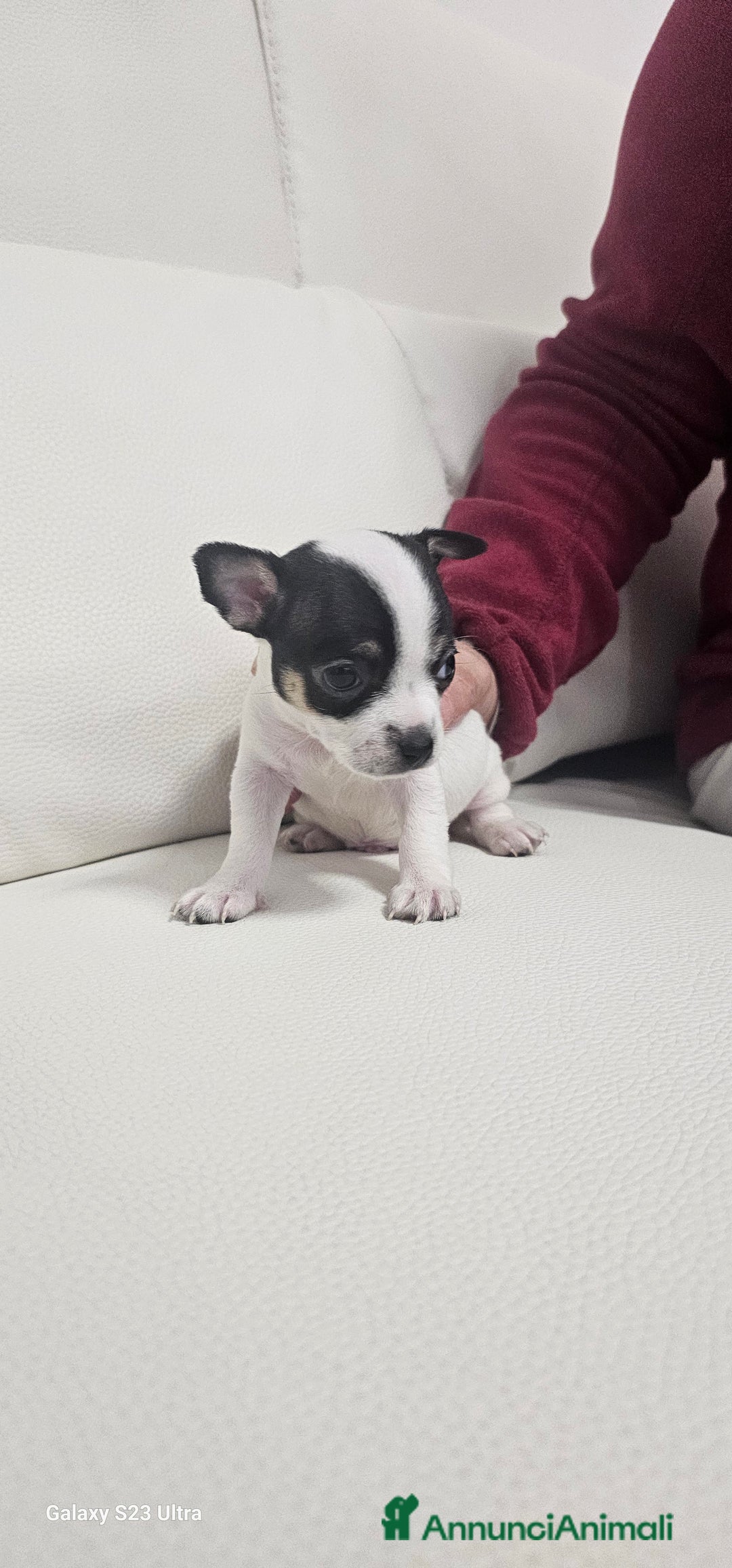 Chihuahua cani in vendita: Ultimo maschietto di chihuahua - Annuncio 6