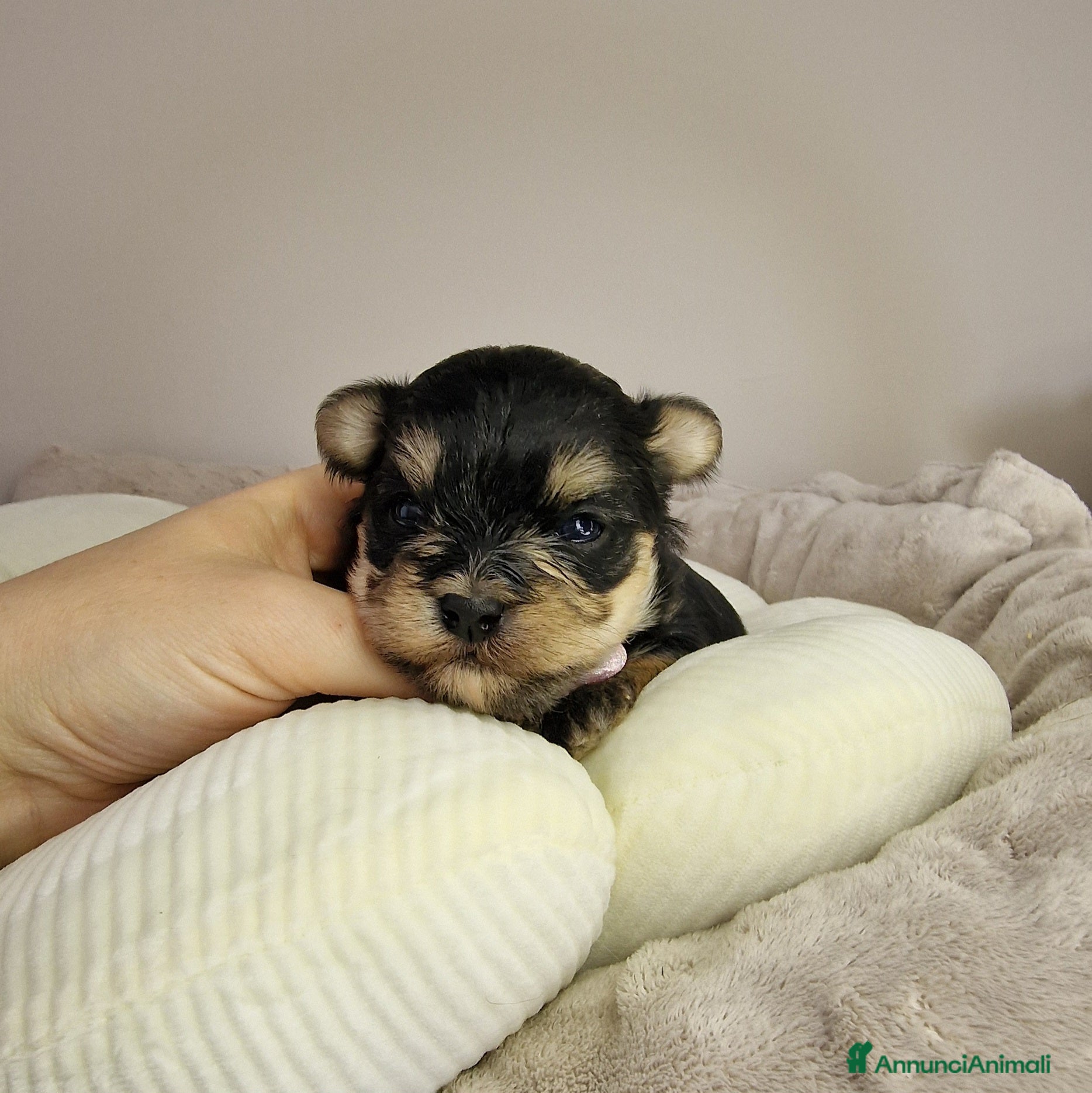 Meticcio cani Cucciola di Morky  - Annuncio 4