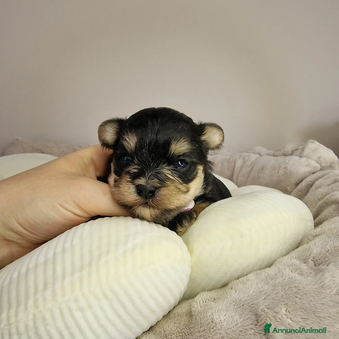 Meticcio cani in vendita: Cucciola di Morky  - Annuncio 1