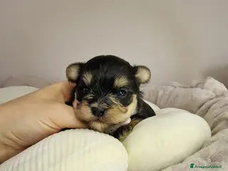 Meticcio cani Cucciola di Morky - Annuncio 4