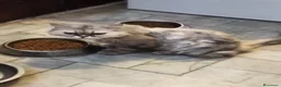 Persiano gatti in vendita: Gatta persiana - Annuncio 1