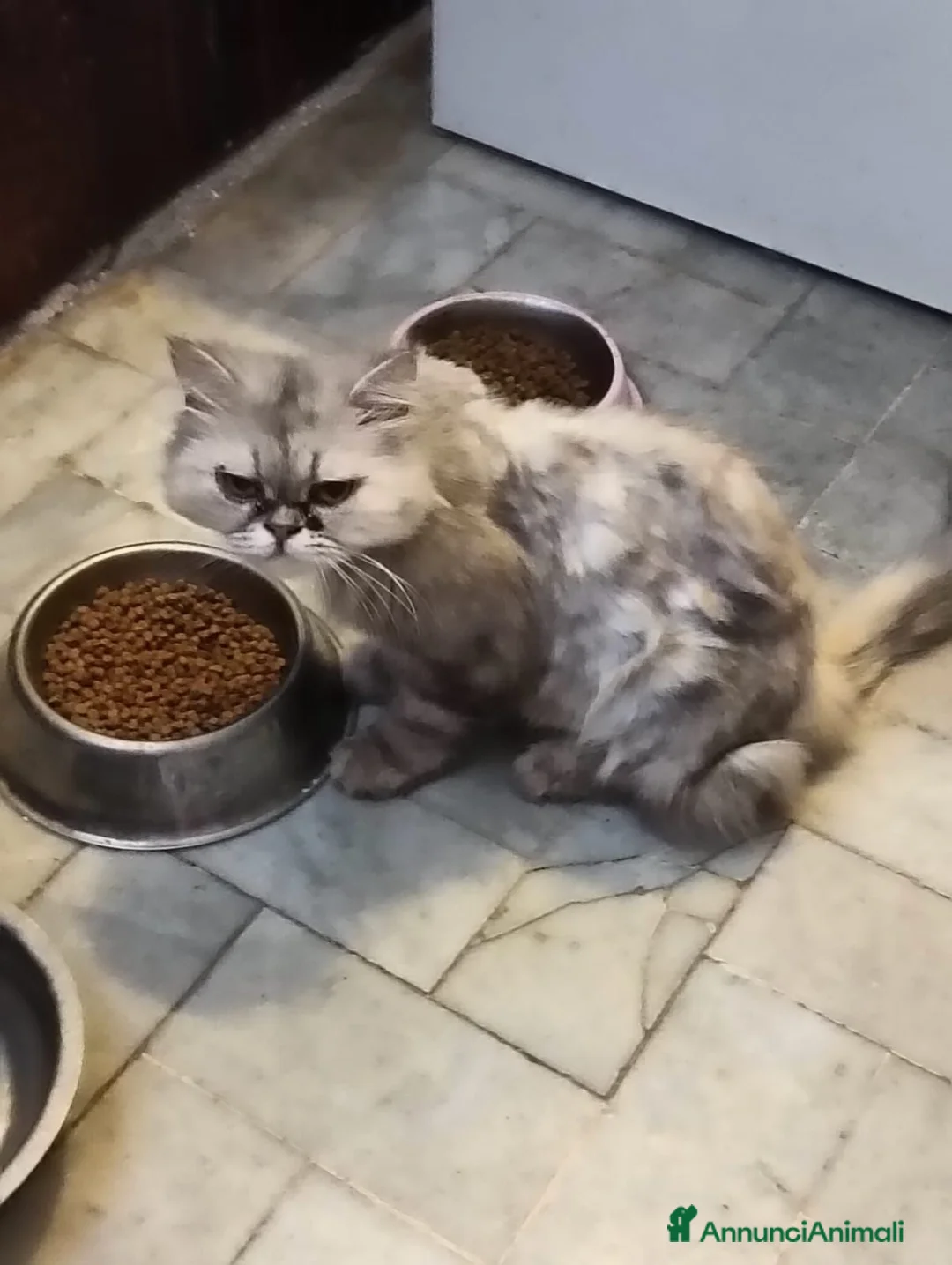 Persiano gatti in vendita: Gatta persiana - Annuncio 1