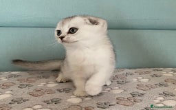 Scottish gatti in vendita: Cuccioli Scottish Fold e Straight a Villafranca di Verona - Immagine 8
