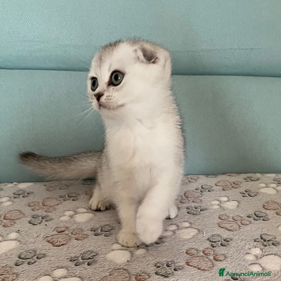 Scottish gatti in vendita: Cuccioli Scottish Fold e Straight a Villafranca di Verona - Immagine 8