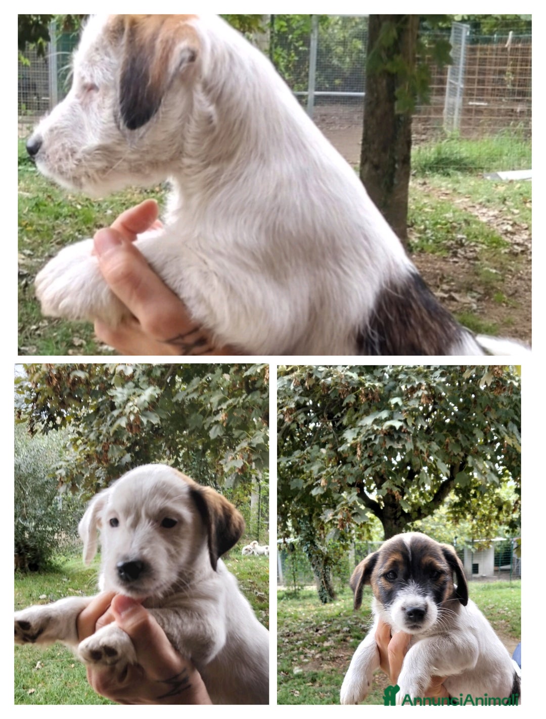 Jack Russell cani in vendita: Cuccioli Jack Russell  - Annuncio 3
