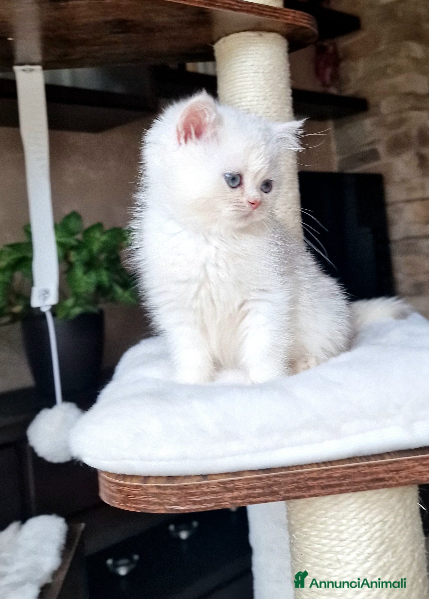 British gatti British shorthair e longhair  - Annuncio 12
