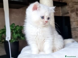 British gatti British shorthair e longhair - Annuncio 25