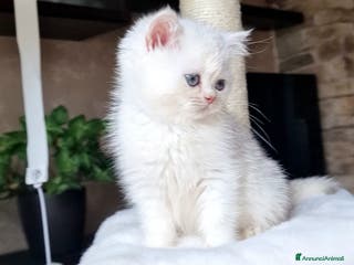 British gatti British shorthair e longhair - Annuncio 12