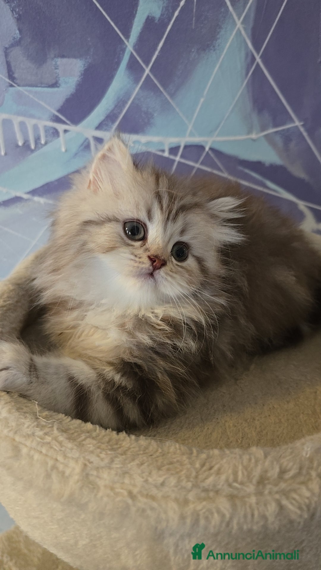 Scottish gatti in vendita: Scottish Fold e Straight  - Annuncio 7