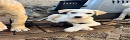 Meticcio cani in regalo: Albion a Provincia di Massa e Carrara - Annuncio 1
