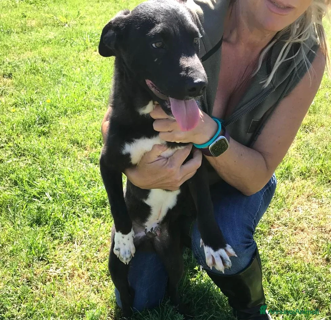 Meticcio cani in regalo: CALIMERO  cucciolo mix shar pei  a Provincia di Latina - Annuncio 6