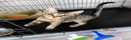 Europeo gatti in regalo: Gattino maschio tigrato a Città metropolitana di Roma Capitale - Annuncio 13