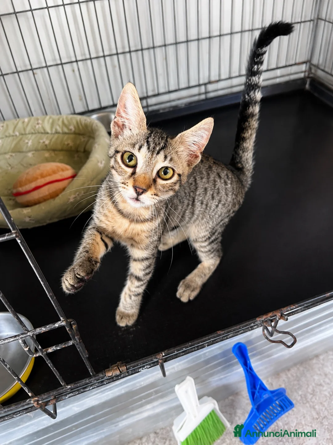 Europeo gatti in regalo: Gattino maschio tigrato a Città metropolitana di Roma Capitale - Annuncio 13