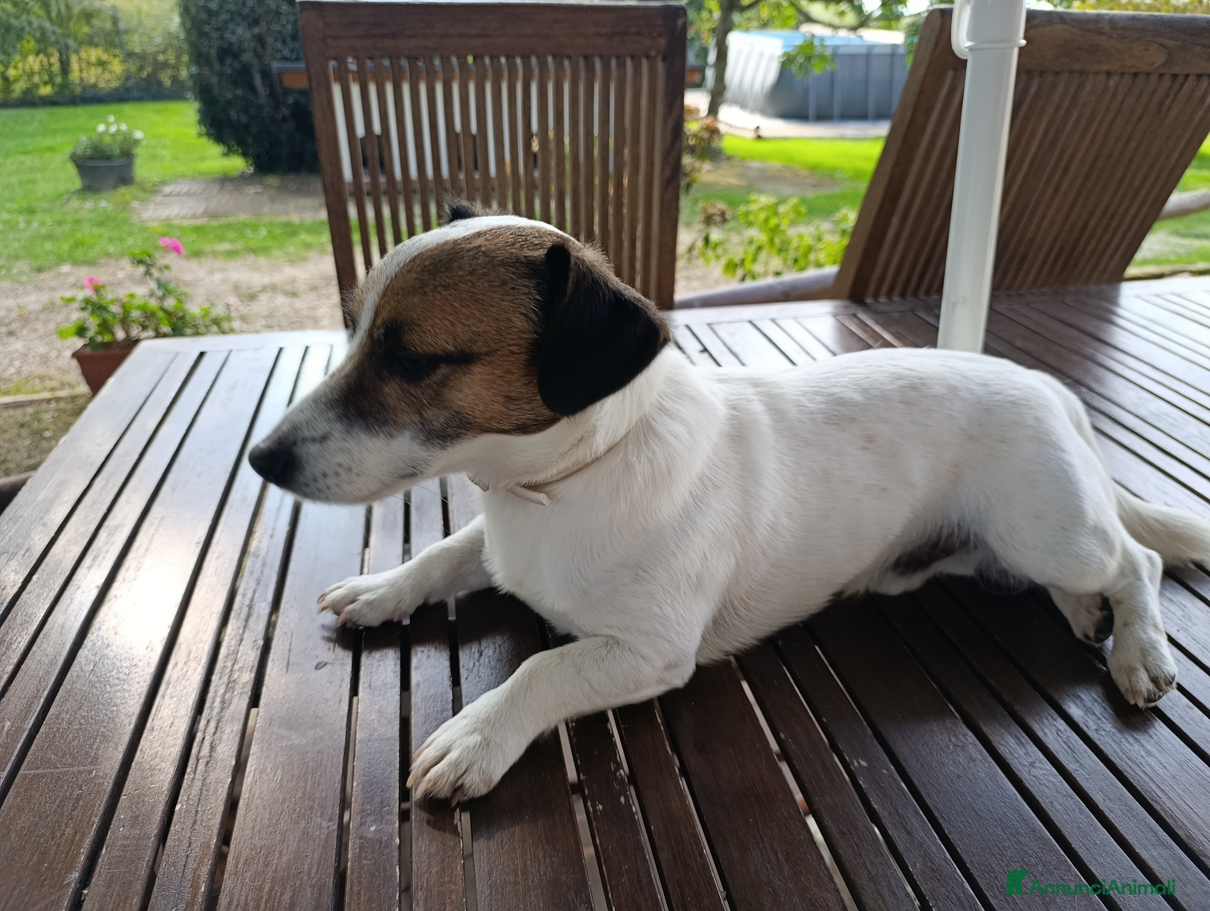 Jack Russell cani Junior cerca fidanzata  - Annuncio 2