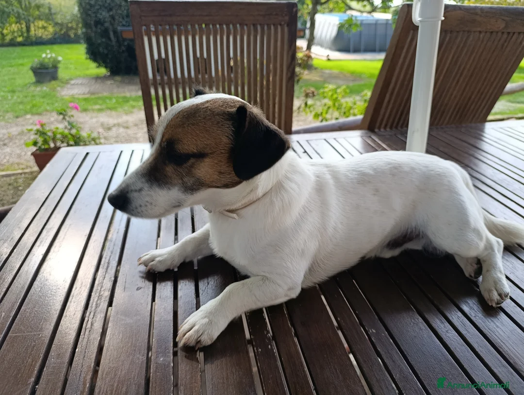 Jack Russell cani per accoppiamento: Junior cerca fidanzata  - Annuncio 2