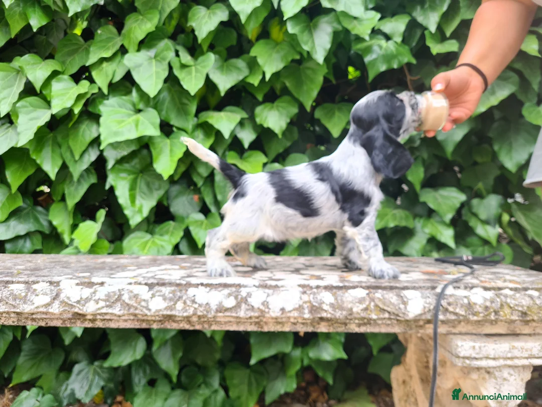 Immagine della galleria {{count}}