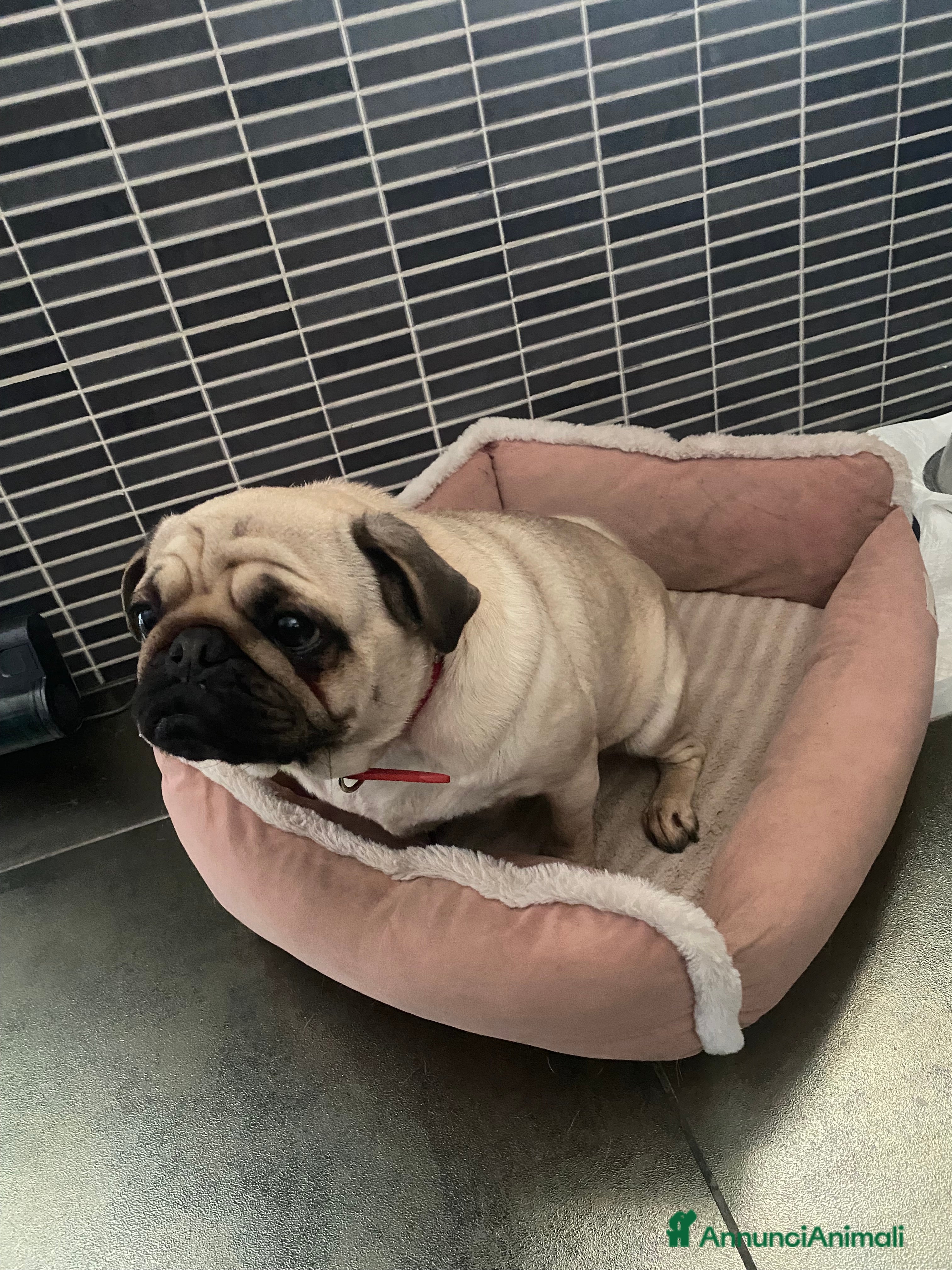 Carlino cani Regalo Carlino  a Città Metropolitana di Torino - Annuncio 4