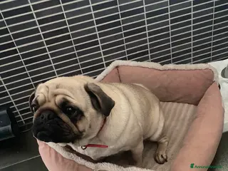 Carlino cani Regalo Carlino a Città Metropolitana di Torino - Annuncio 4