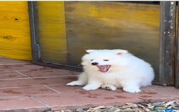 Volpino Italiano cani in vendita: Volpino puro  a Provincia di Lucca - Immagine 2