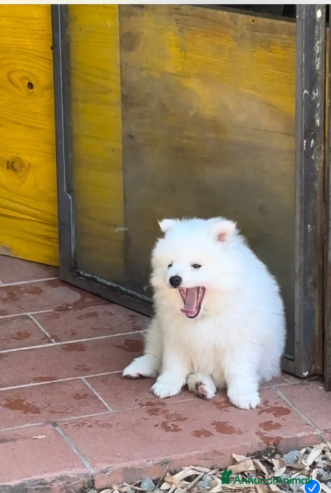 Volpino Italiano cani in vendita: Volpino puro  a Provincia di Lucca - Immagine 2