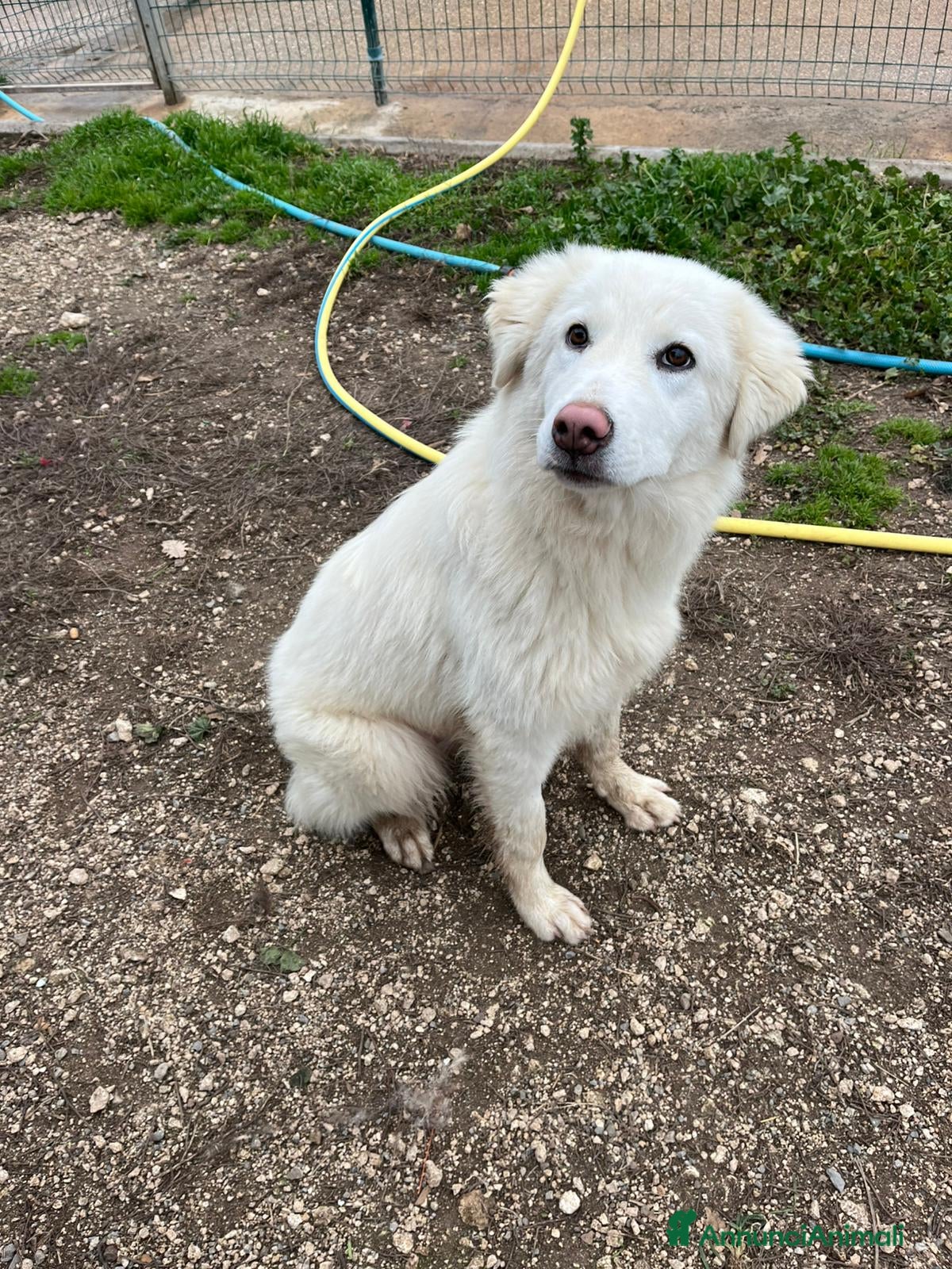 Meticcio cani Cucciola 6 mesi - Annuncio 2