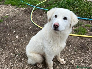 Meticcio cani Cucciola 6 mesi - Annuncio 2