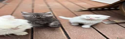 British gatti in vendita: gattini British & Scottish fold - Annuncio 10
