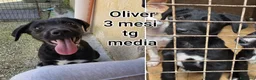 Meticcio cani in regalo: Cuccioli tenerissimi senza futuro  a Provincia di Modena - Annuncio 9