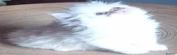 Persiano gatti in vendita: Cuccioli di Persiano  - Annuncio 3