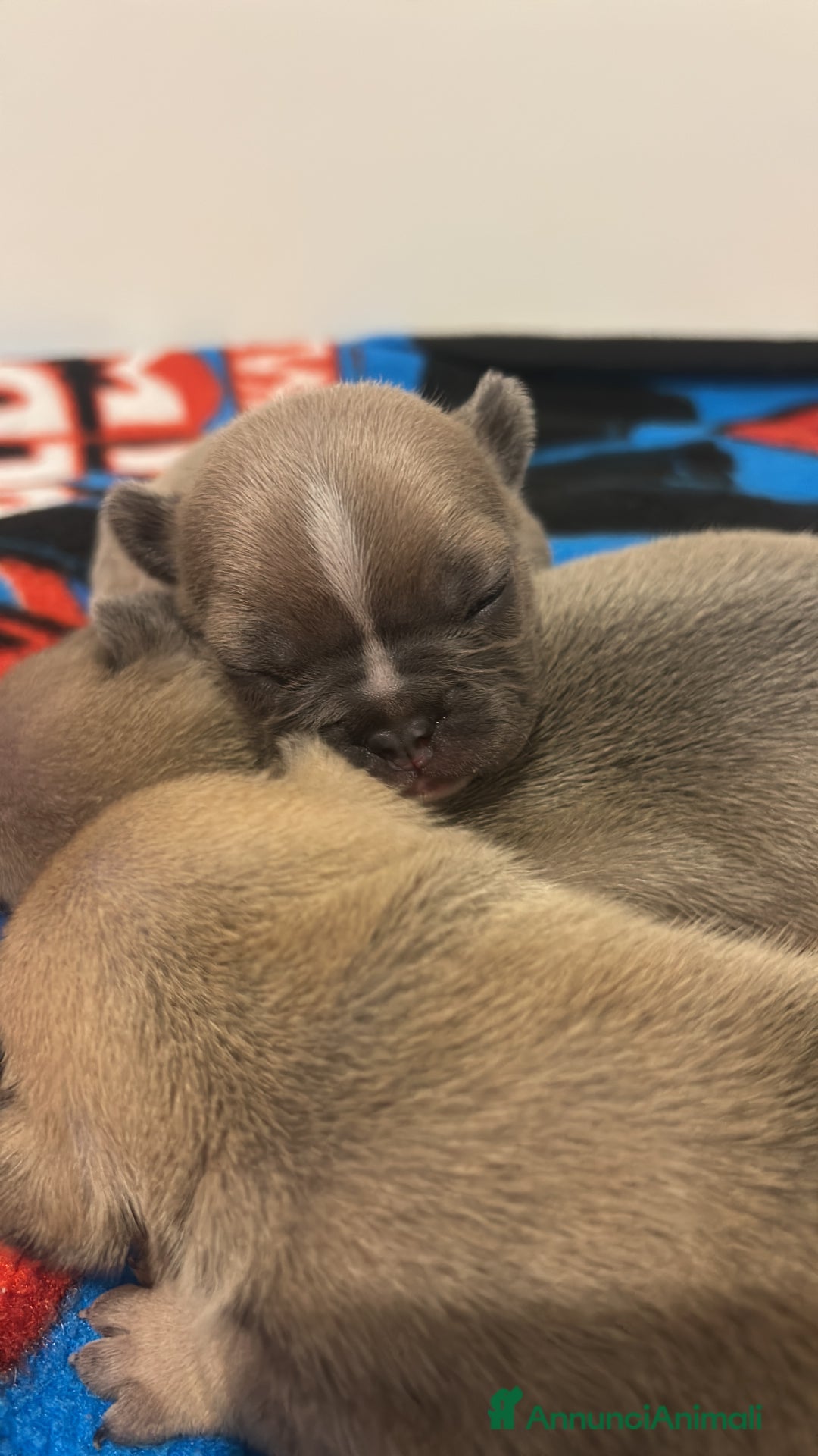 Bulldog Francese cani in vendita: Tre cuccioli bulldog maschi - Annuncio 8