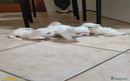 Maltese cani in vendita: Maltese  a Provincia di Frosinone - Immagine 2