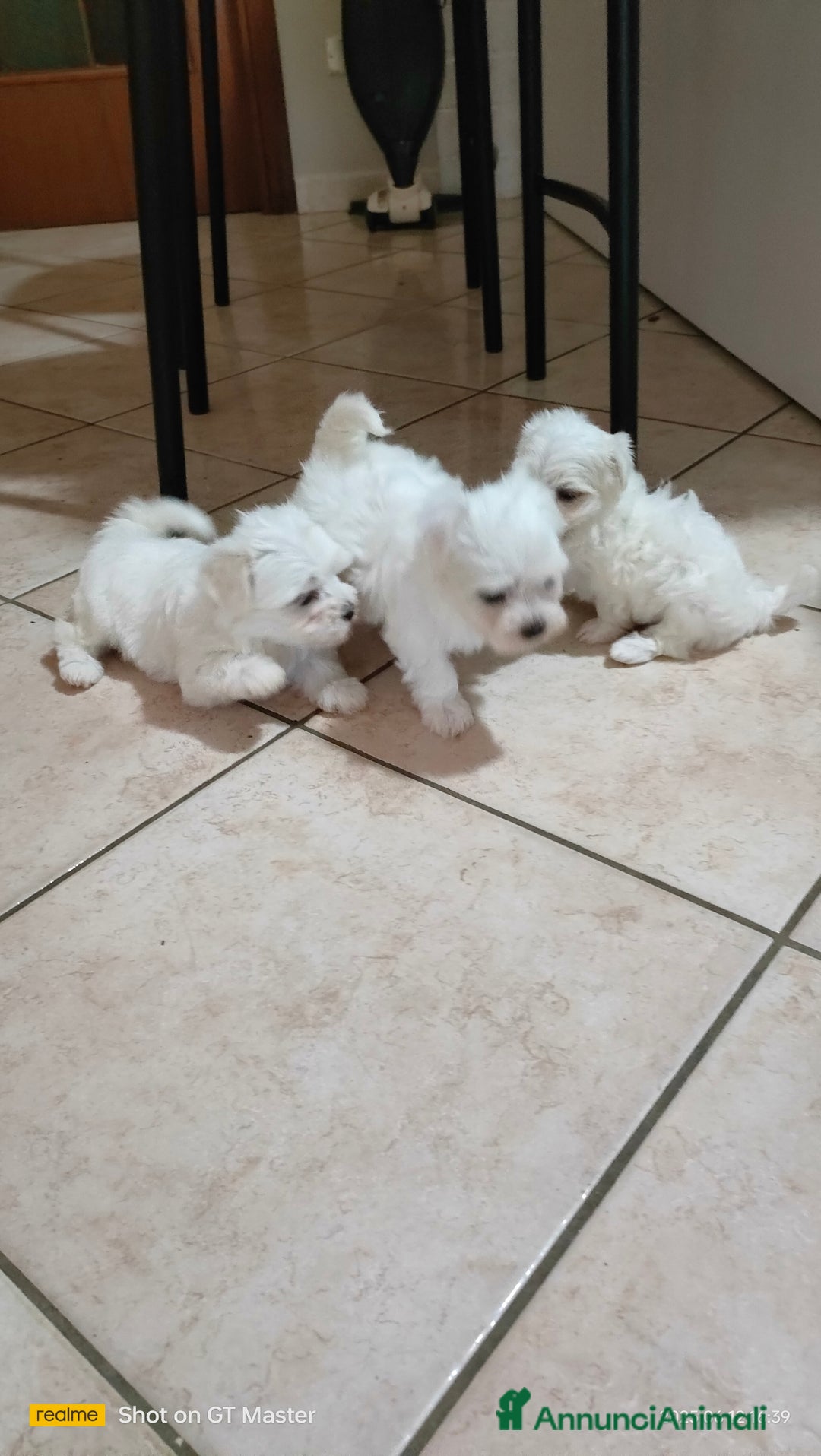 Maltese cani in vendita: Maltese  a Provincia di Frosinone - Immagine 2