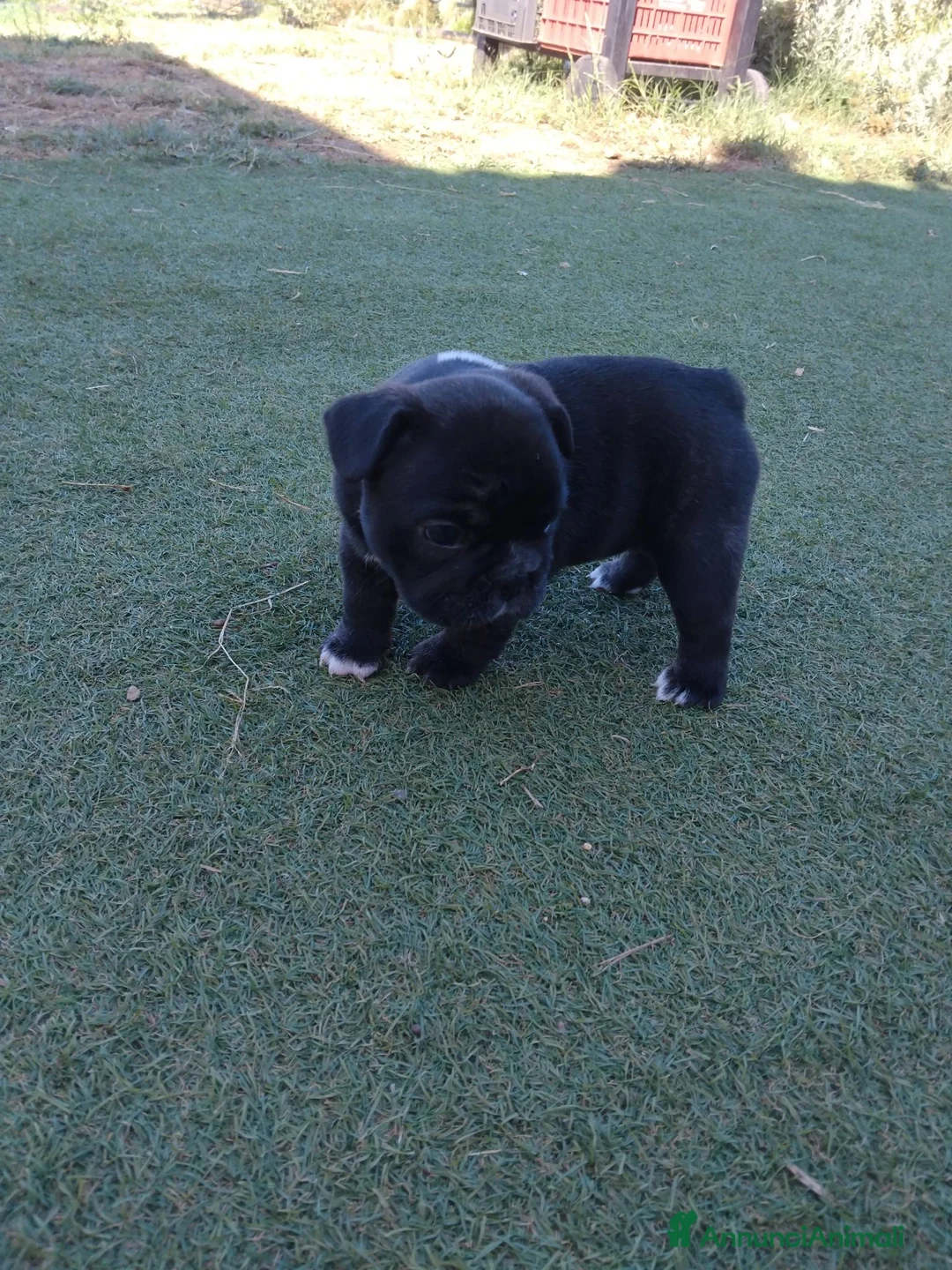 Bulldog Francese cani in vendita: Cuccioli bulldog francese  a Città metropolitana di Roma Capitale - Annuncio 11