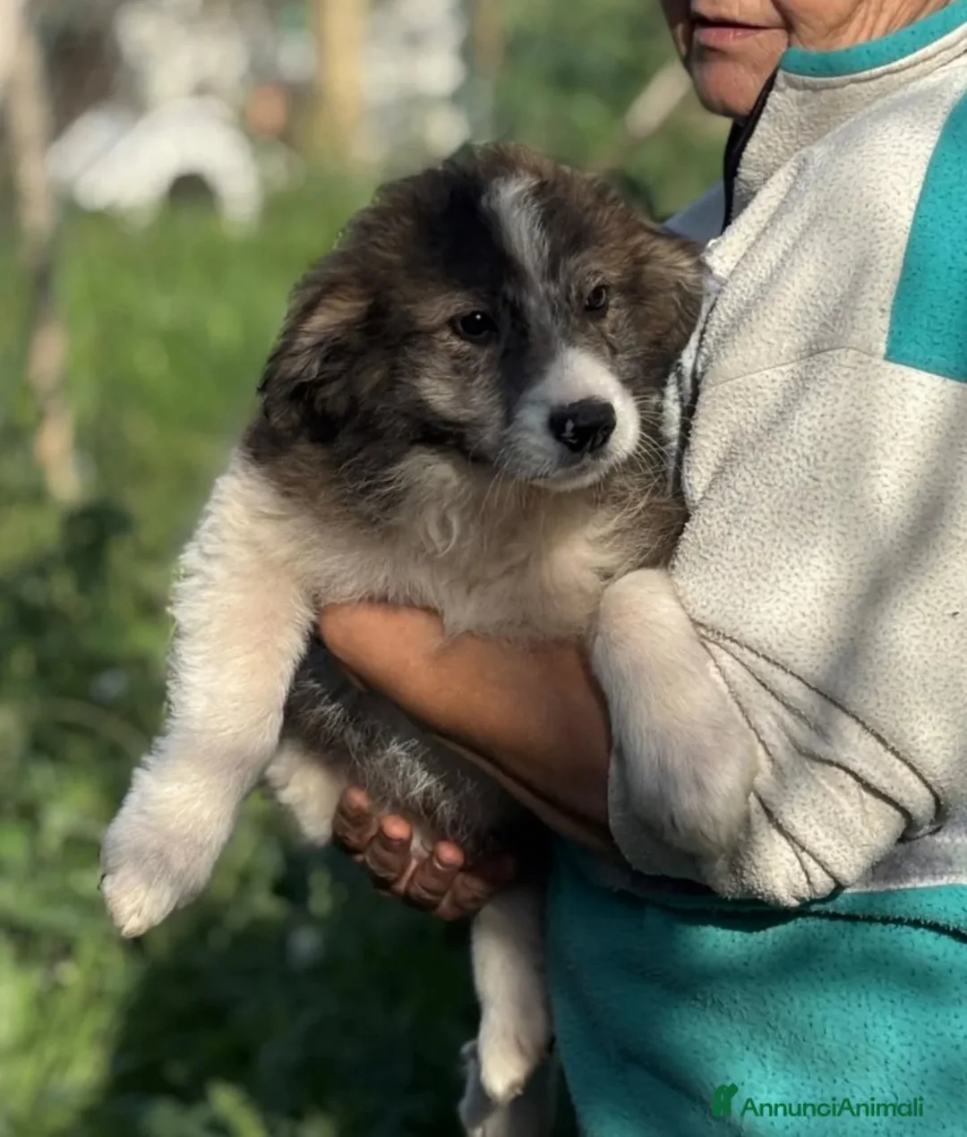 Meticcio cani in regalo: CESARE cucciolotto 2 mesi e mezzo in adozione - Annuncio 2