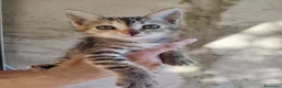 Altre razze gatti in regalo: GATTINI ESCLUSI E SOLI  a Città Metropolitana di Genova - Annuncio 12