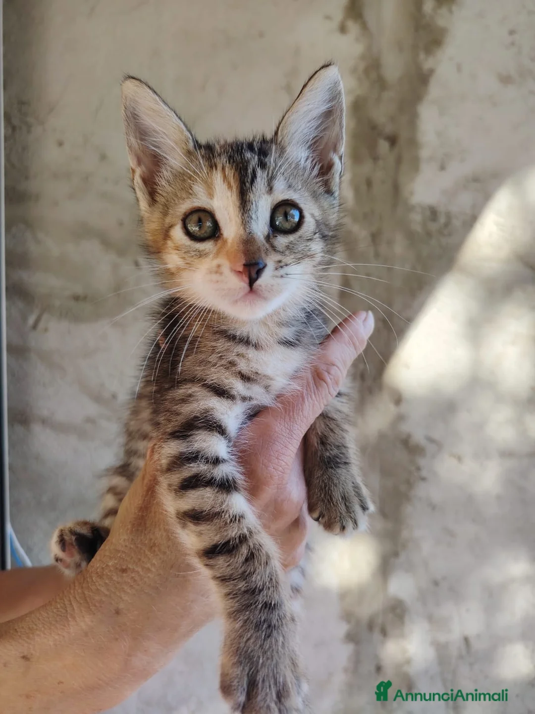 Altre razze gatti in regalo: GATTINI ESCLUSI E SOLI  a Città Metropolitana di Genova - Annuncio 12