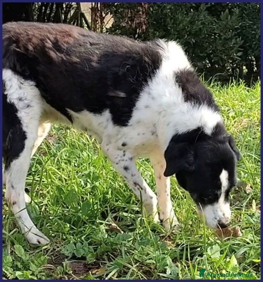 Meticcio cani in regalo: CHIANINA 12anni una patatona! - Annuncio 6