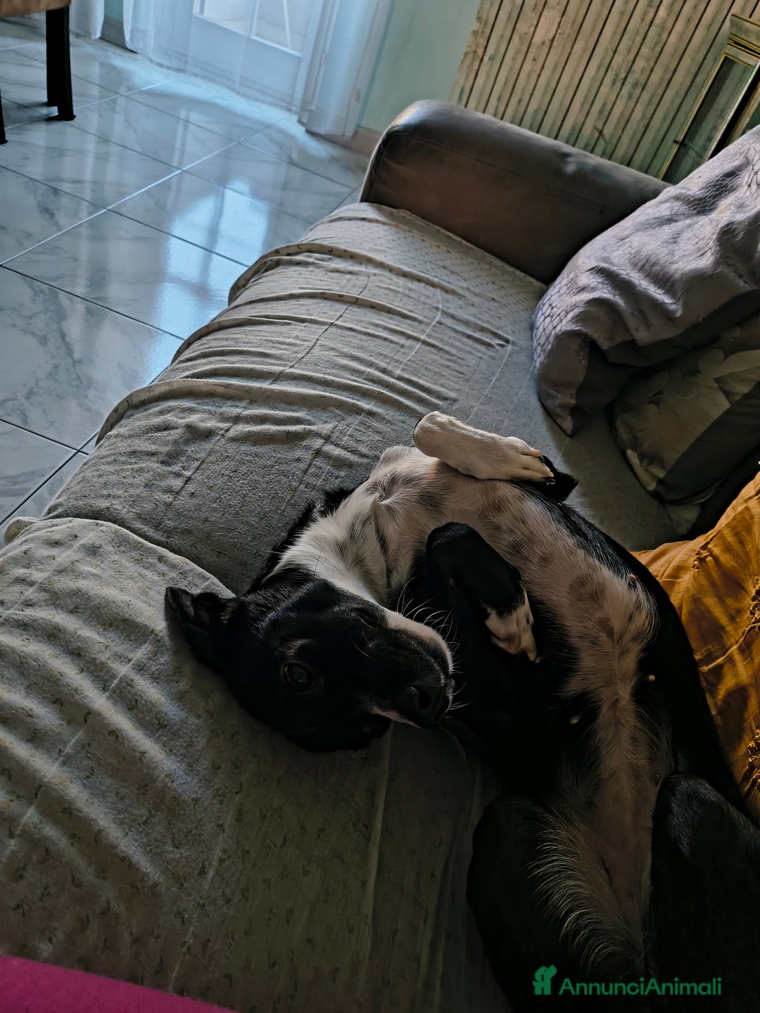 Meticcio cani in regalo: Regalo - Annuncio 2