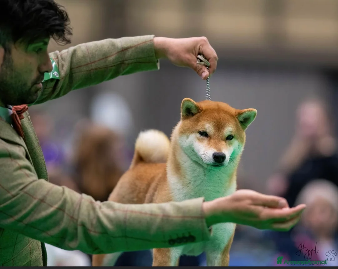 Shiba Inu cani in vendita: Shiba inu cuccioli  - Annuncio 25