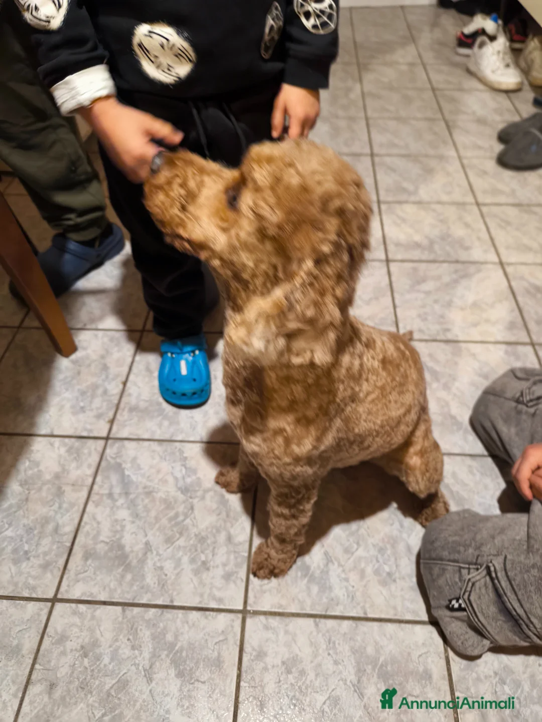 Barboncino cani in vendita: Barboncini Red nani  a Provincia di Savona - Annuncio 1