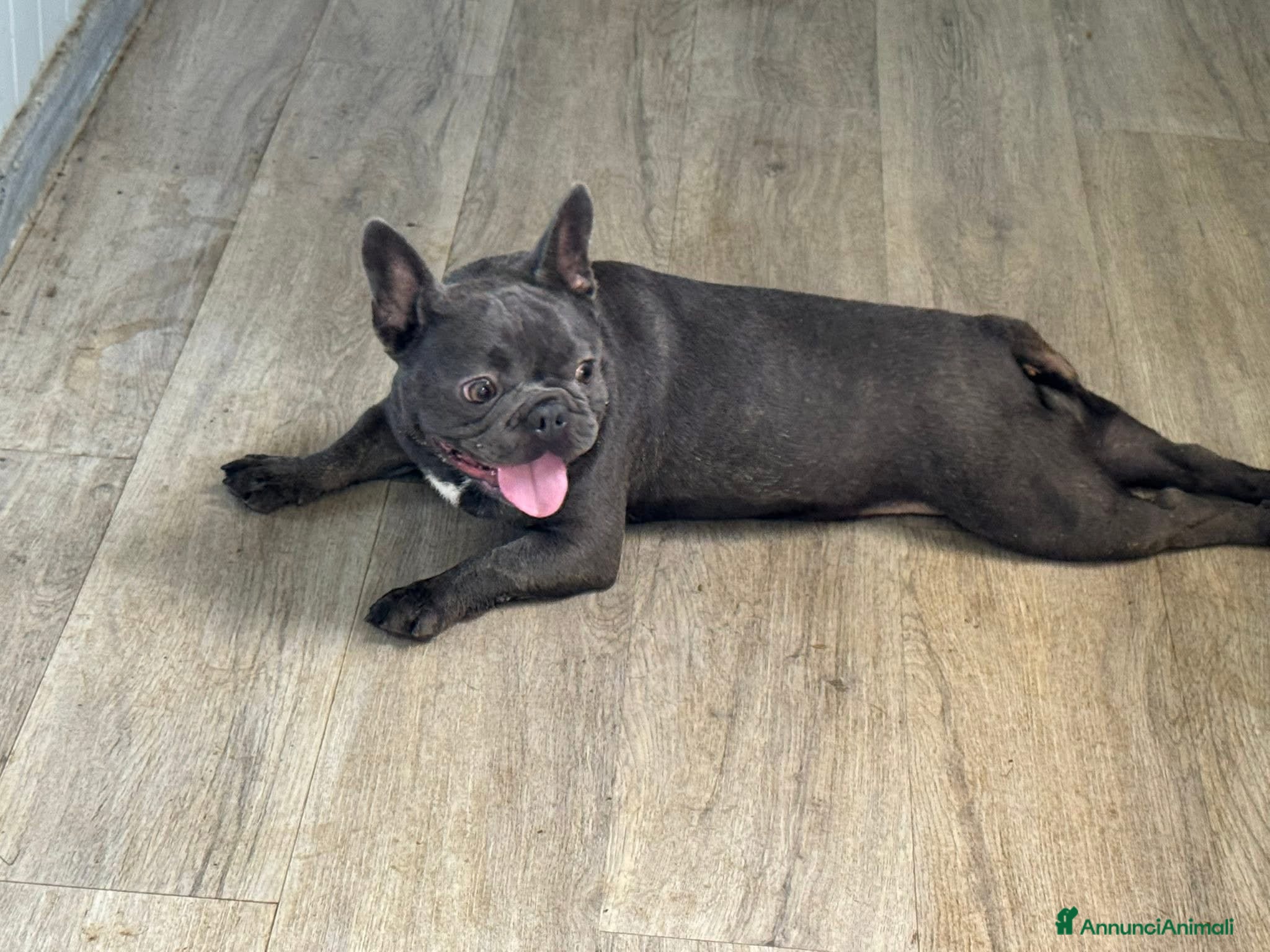 Bulldog Francese cani in vendita: Allevamento affida coppia di Bouledogue Francese - Annuncio 1