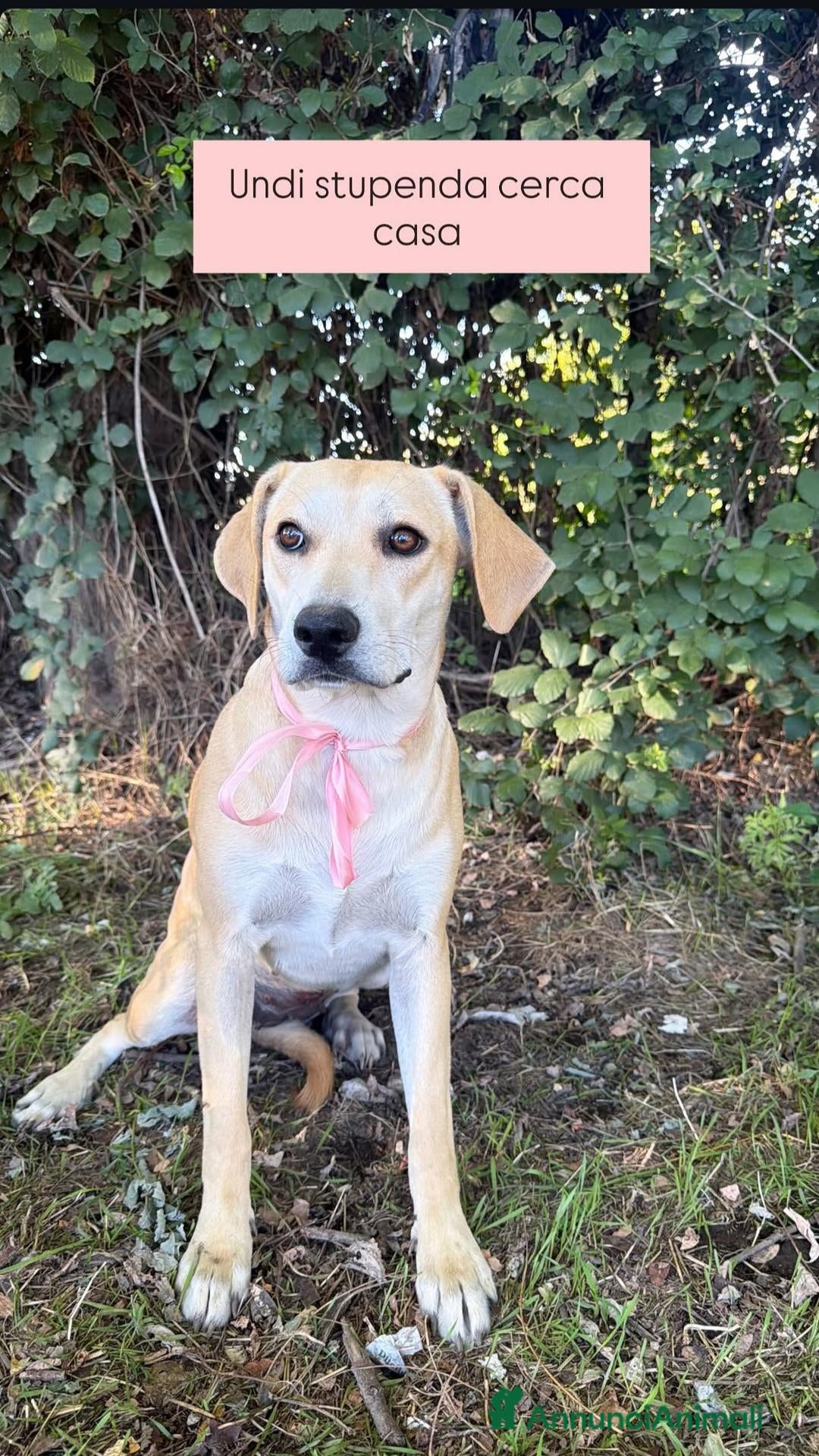 Meticcio cani Undi cerca amore - Annuncio 33